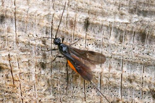 Atanycolus sp.